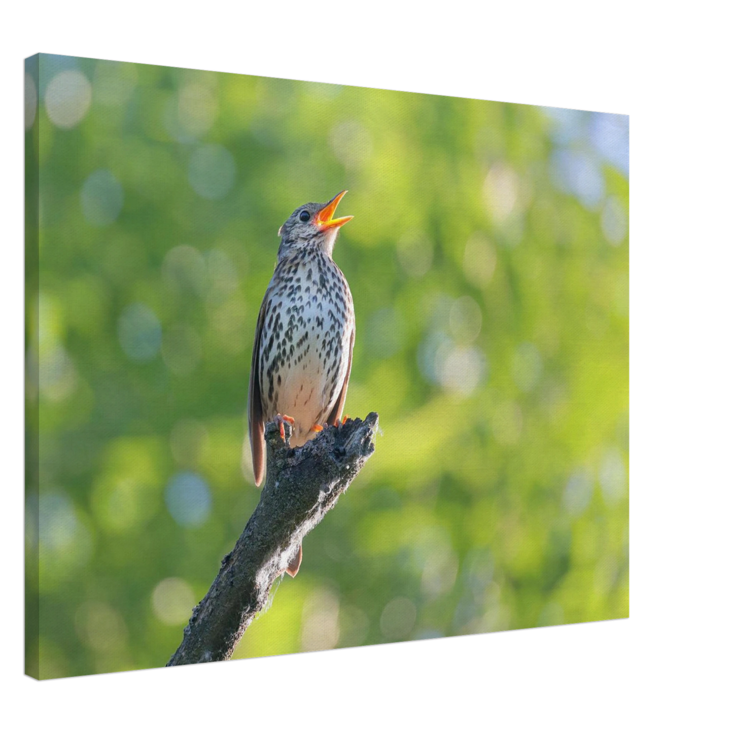 Wandbild bezaubernder singvogel in gruen ein naturportraet fuer ihr zuhause in vielen groessen