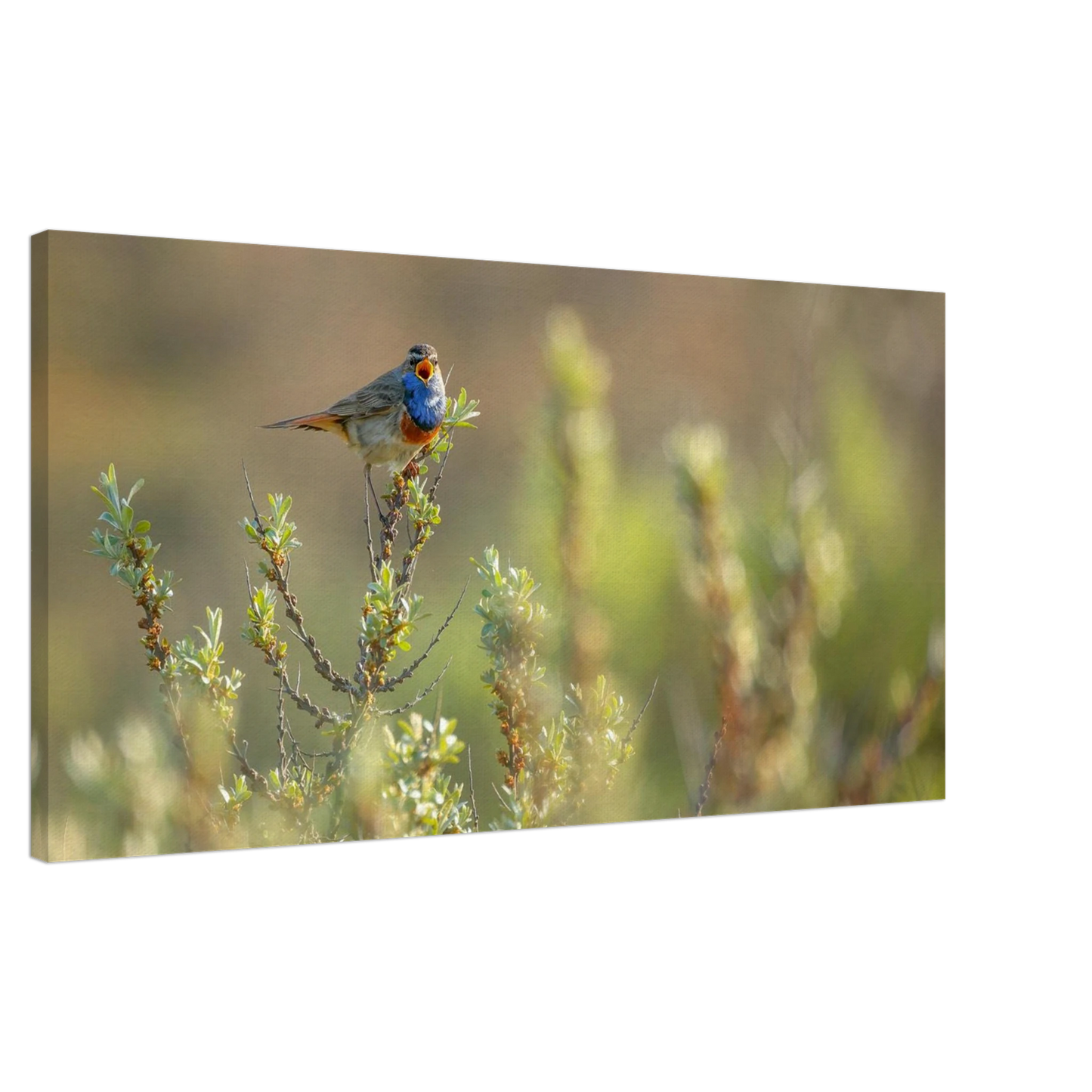 Wandbild blaukehlchen ein meisterwerk der natur auf leinwand in verschiedenen groessen erhaeltlich