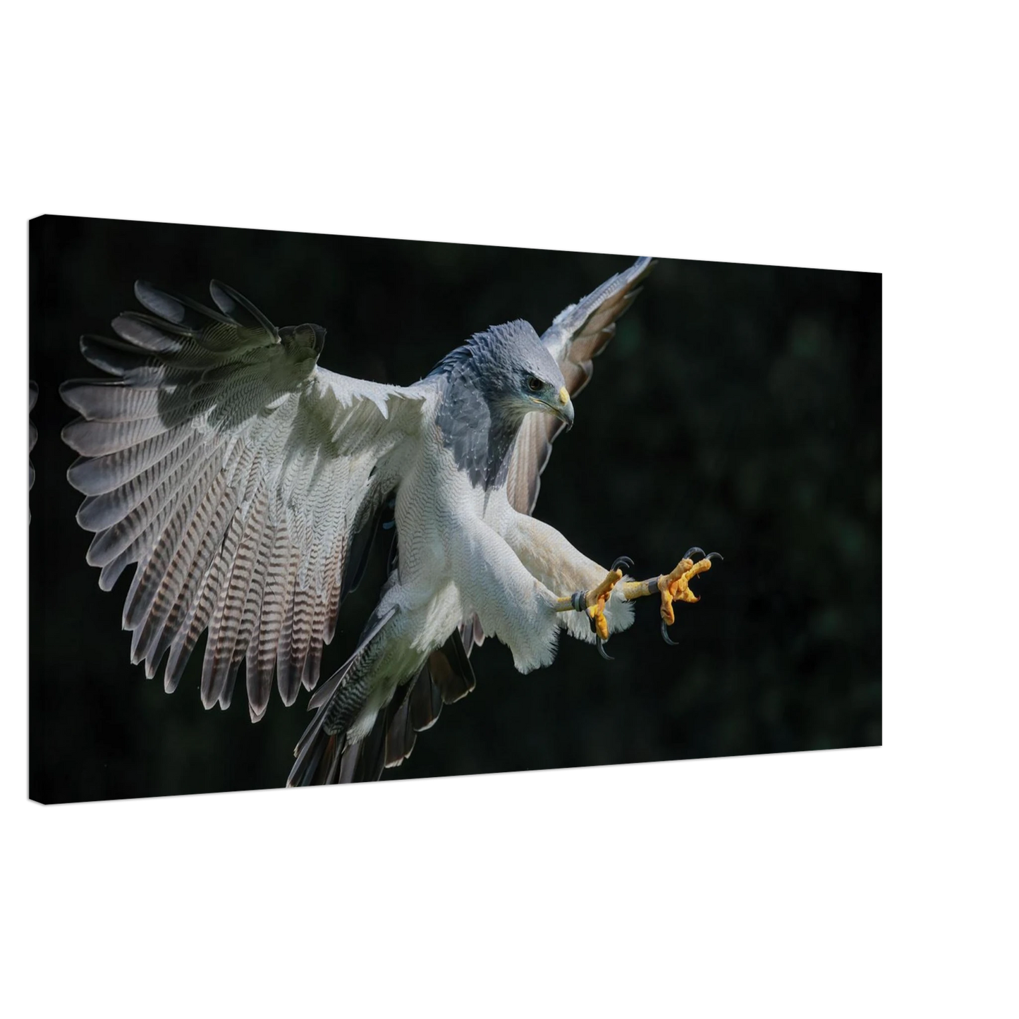 Wandbild majestaetischer schwarzbrustbussard im flug atemberaubende tierfotografie fuer ihr zuhause