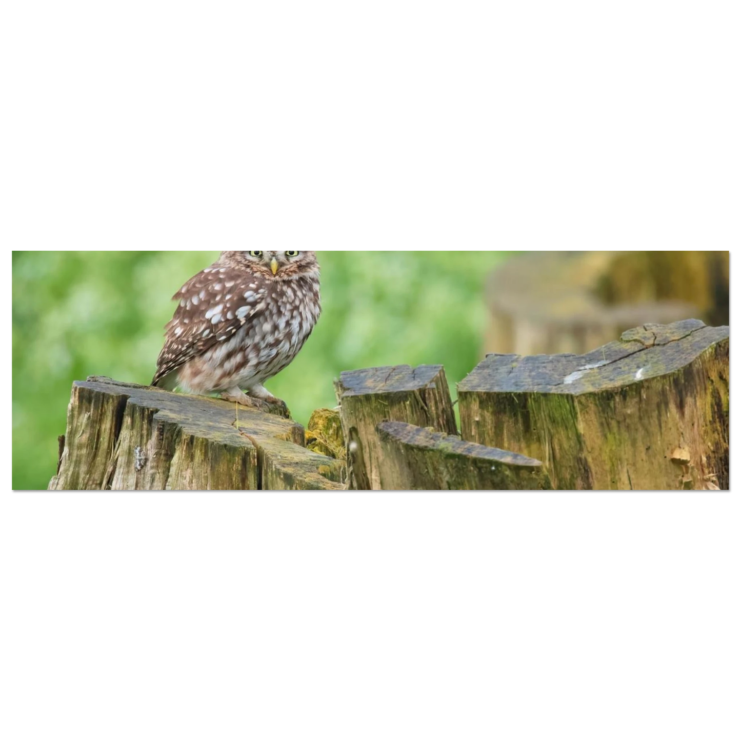 Wandbild mystische kleine eule faszinierendes kunstwerk fuer natur und tierliebhaber in vielen groessen