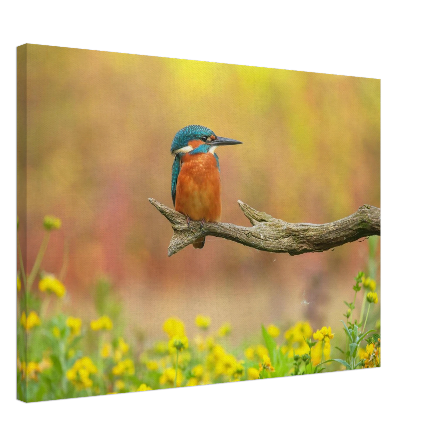 Wandbild eisvogel lebendige naturkunst fuer ihr zuhause in ihrer wunschgroesse