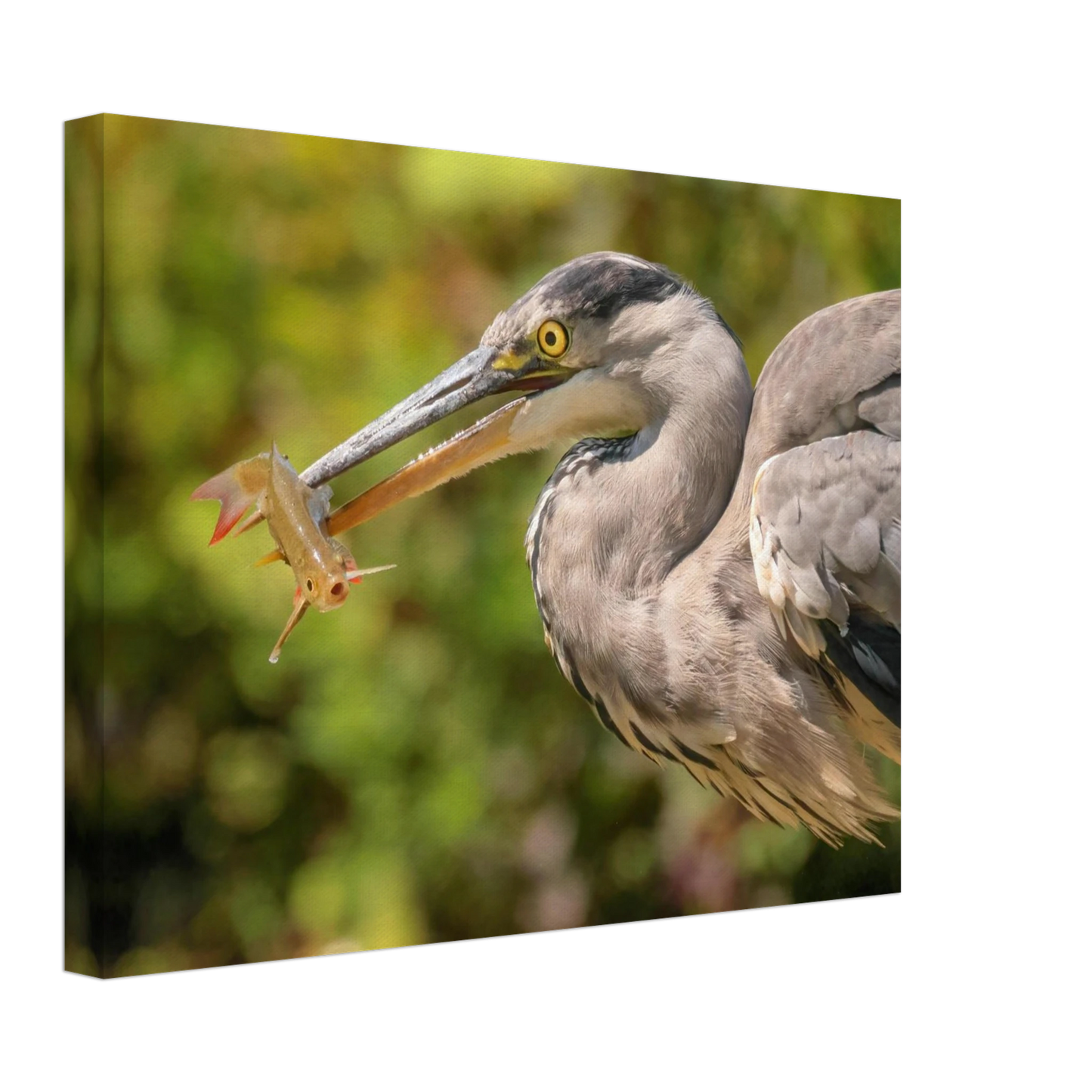 Wandbild graureiher mit fisch ein faszinierender moment in der natur verfuegbar in ihrer wunschgroesse
