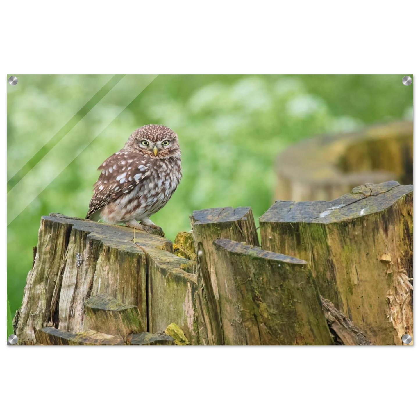 Wandbild mystische kleine eule faszinierendes kunstwerk fuer natur und tierliebhaber in vielen groessen