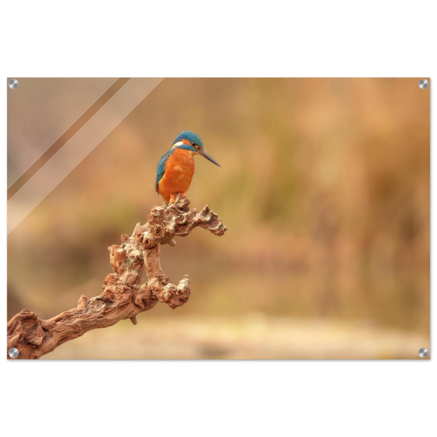 Wandbild eisvogel lebendige naturkunst fuer ihr zuhause in vielen groessen