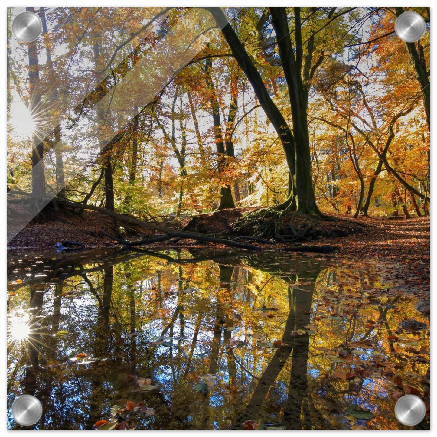 Wandbild goldener herbstwald stimmungsvolle spiegelung der natur in ihrer wunschgroesse