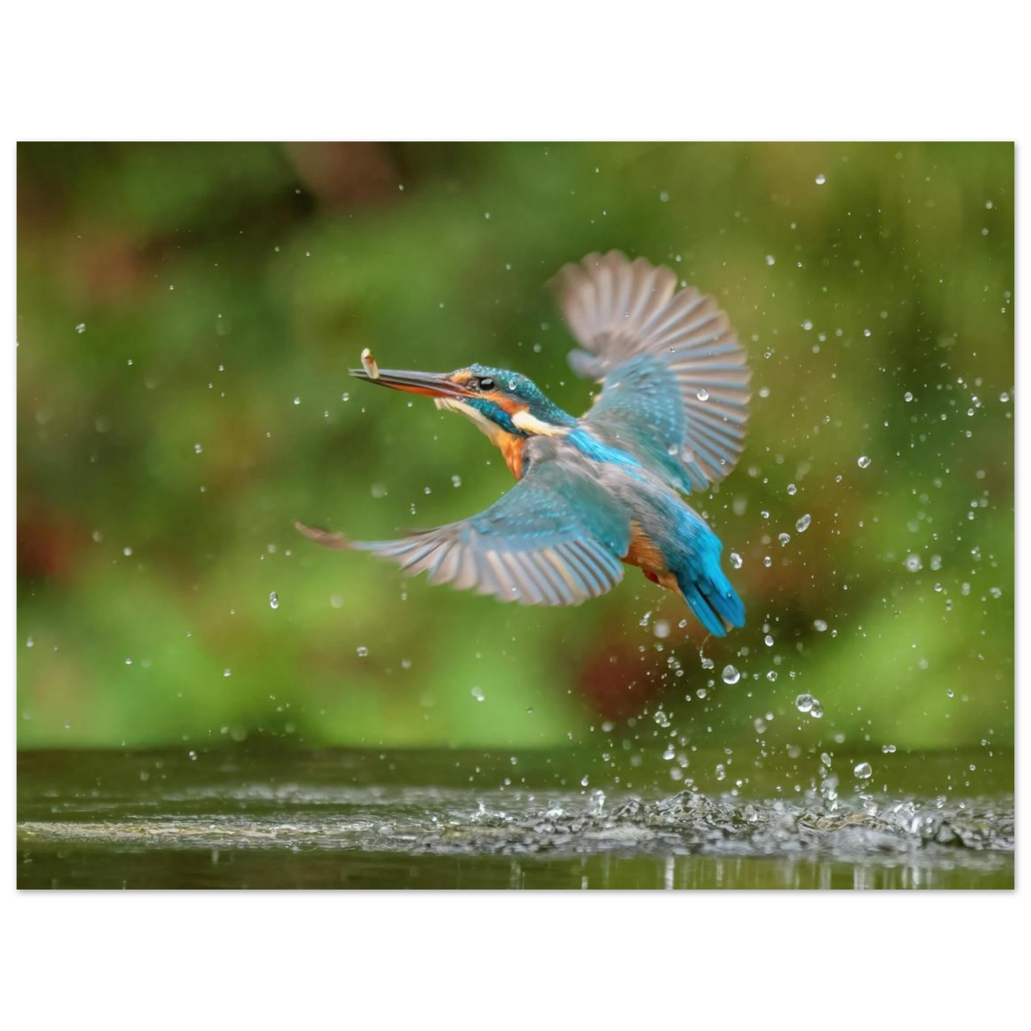 Wandbild eisvogel lebendige tierfotografie mit lebhaften blautoenen