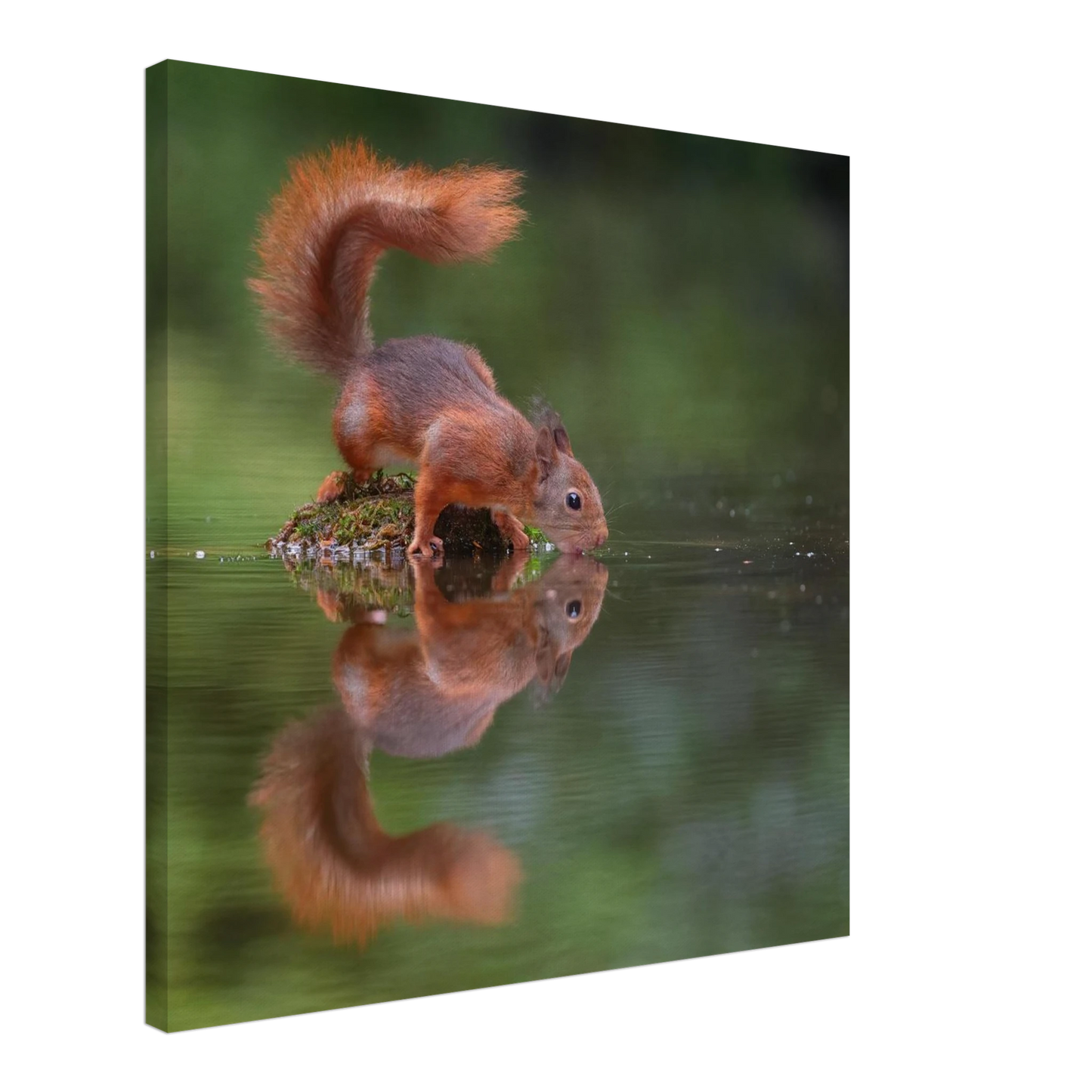 Wandbild durstiges eichhoernchen eine ruhige reflexion in der natur erhaeltlich in vielen groessen