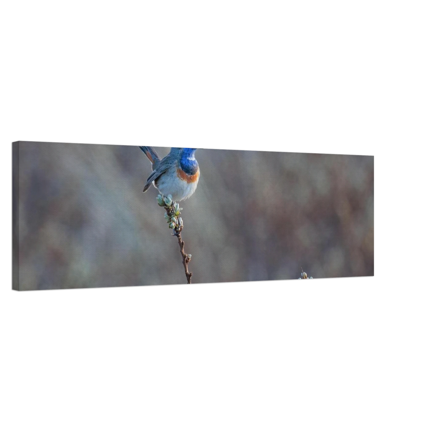 Wandbild blaukohlkehlchen im gesang naturkunst in lebendigen farben in ihrer wunschgroesse