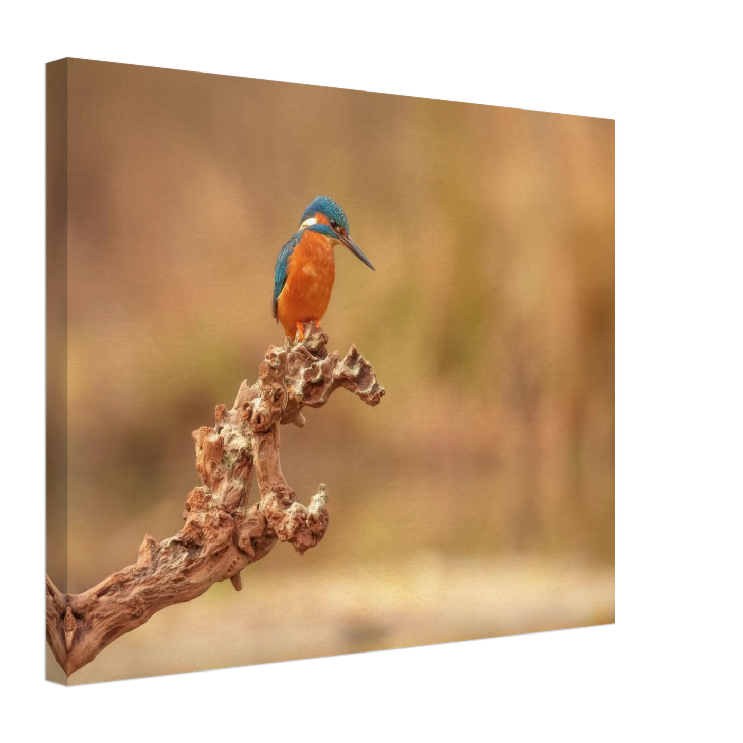 Wandbild eisvogel lebendige naturkunst fuer ihr zuhause in vielen groessen