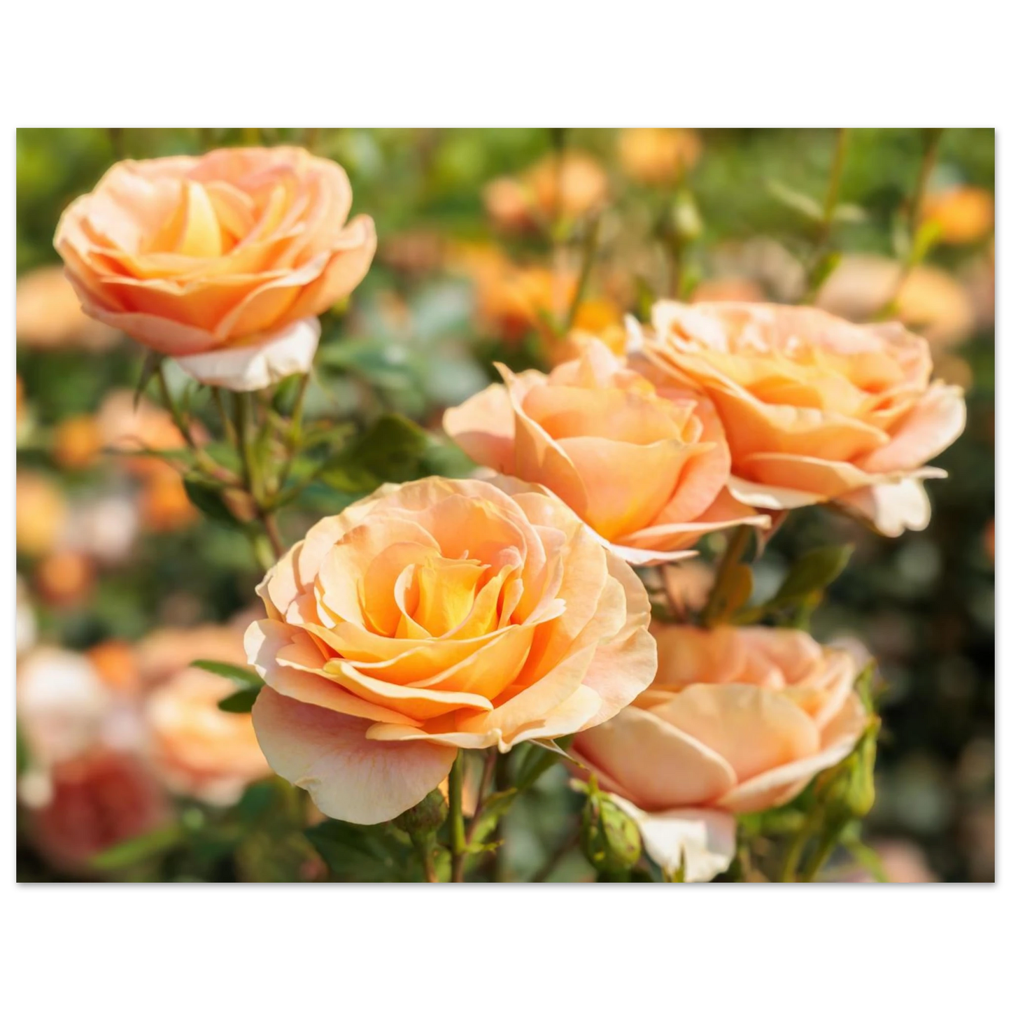 Wandbild romantische pfirsichrosen im sonnenschein botanische kunst fuer ihr zuhause in vielen groessen