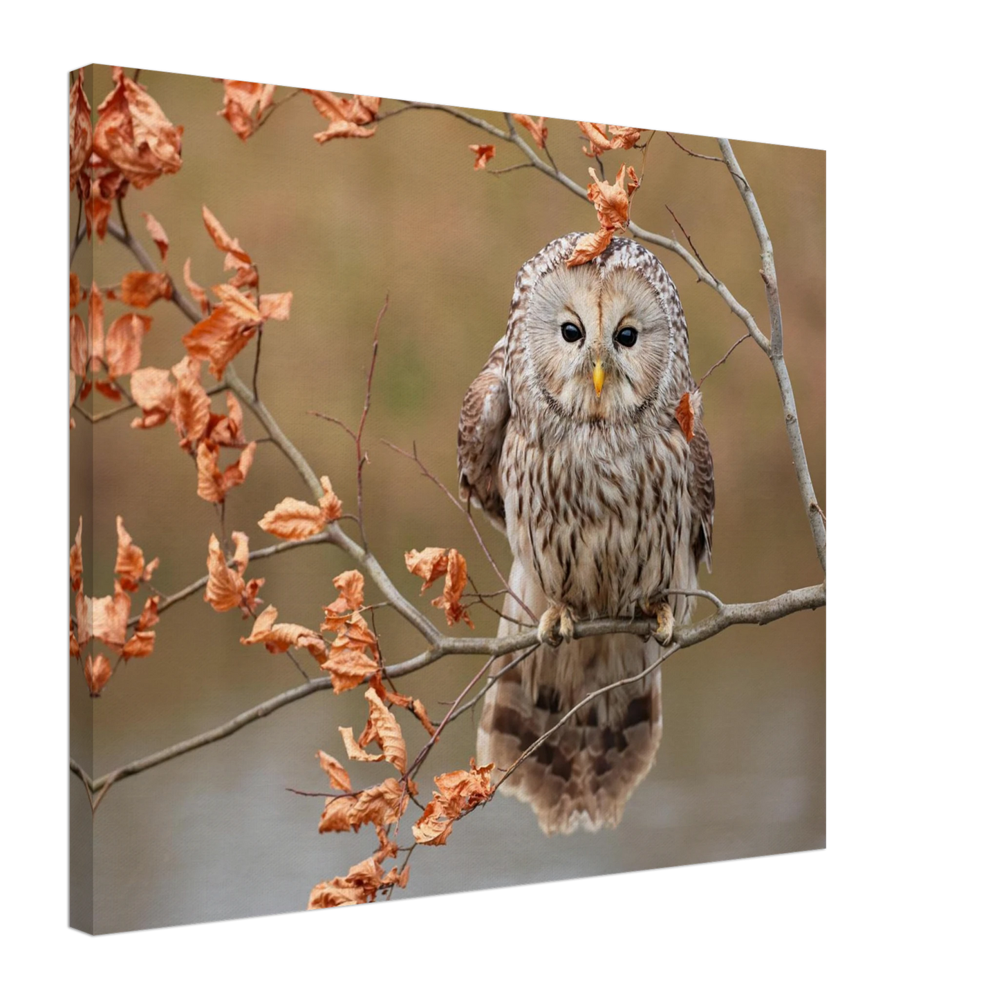 Wandbild majestaetische eule im herbstlaub einblick in die wildnis in verschiedenen groessen