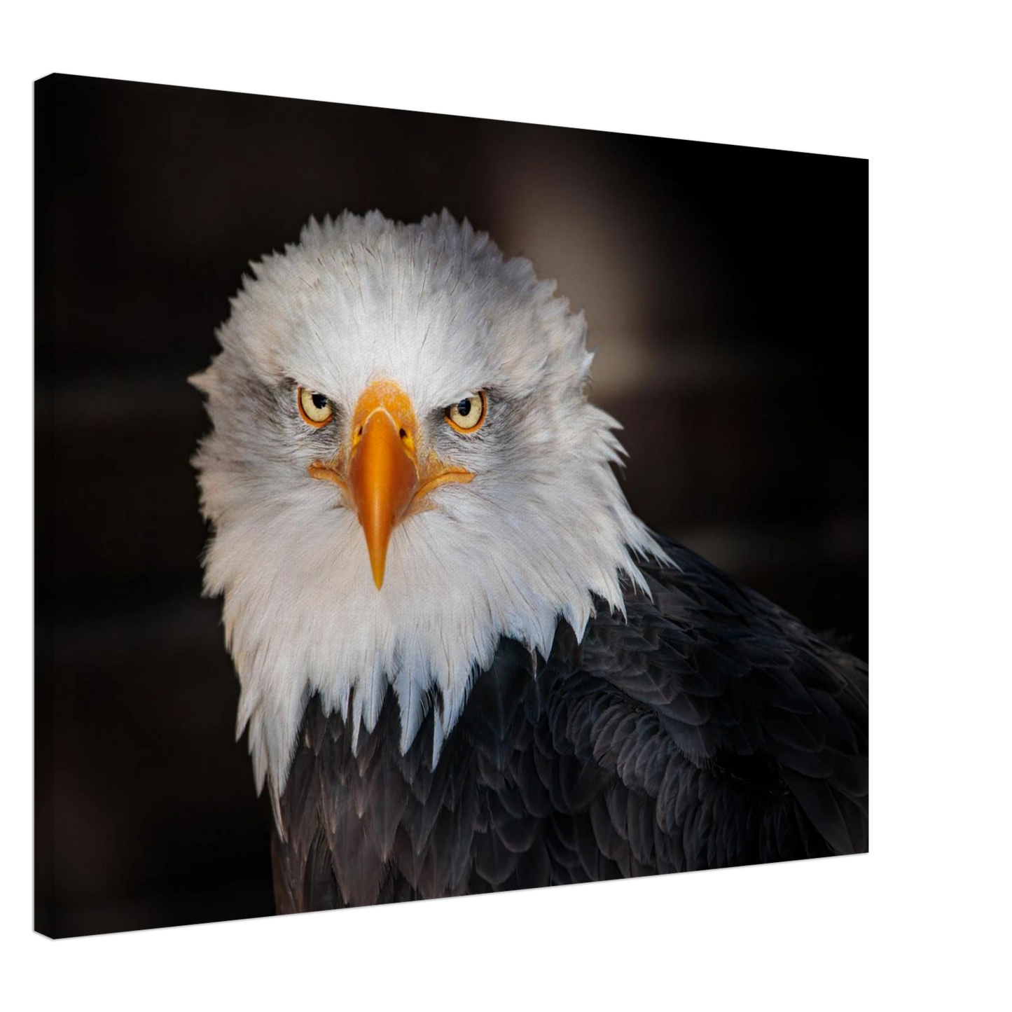Wandbild majestaetischer adler ausdrucksstarke tierfotografie fuer ihr zuhause in vielen groessen erhaeltlich