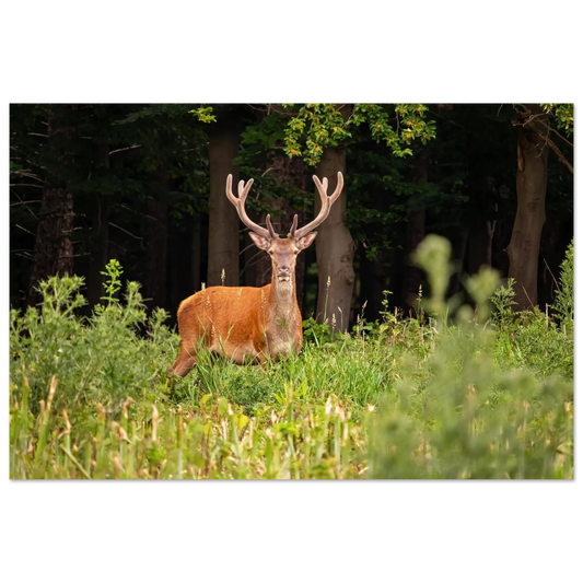 Wandbild majestaetischer hirsch im wald ein wildnis statement fuer ihr zuhause in verschiedenen groessen