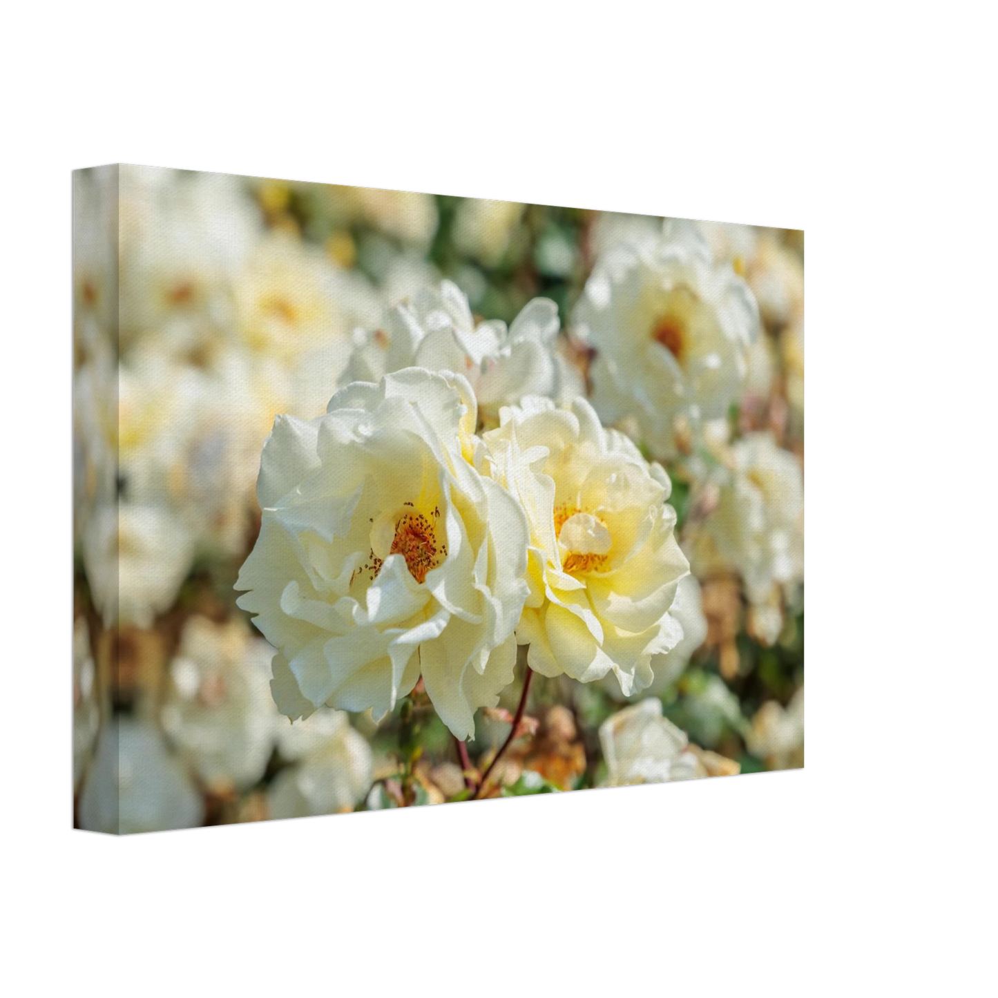Wandbild creme weisse rosen zeitlose blumen eleganz fuer ihre wand in vielen groessen verfuegbar