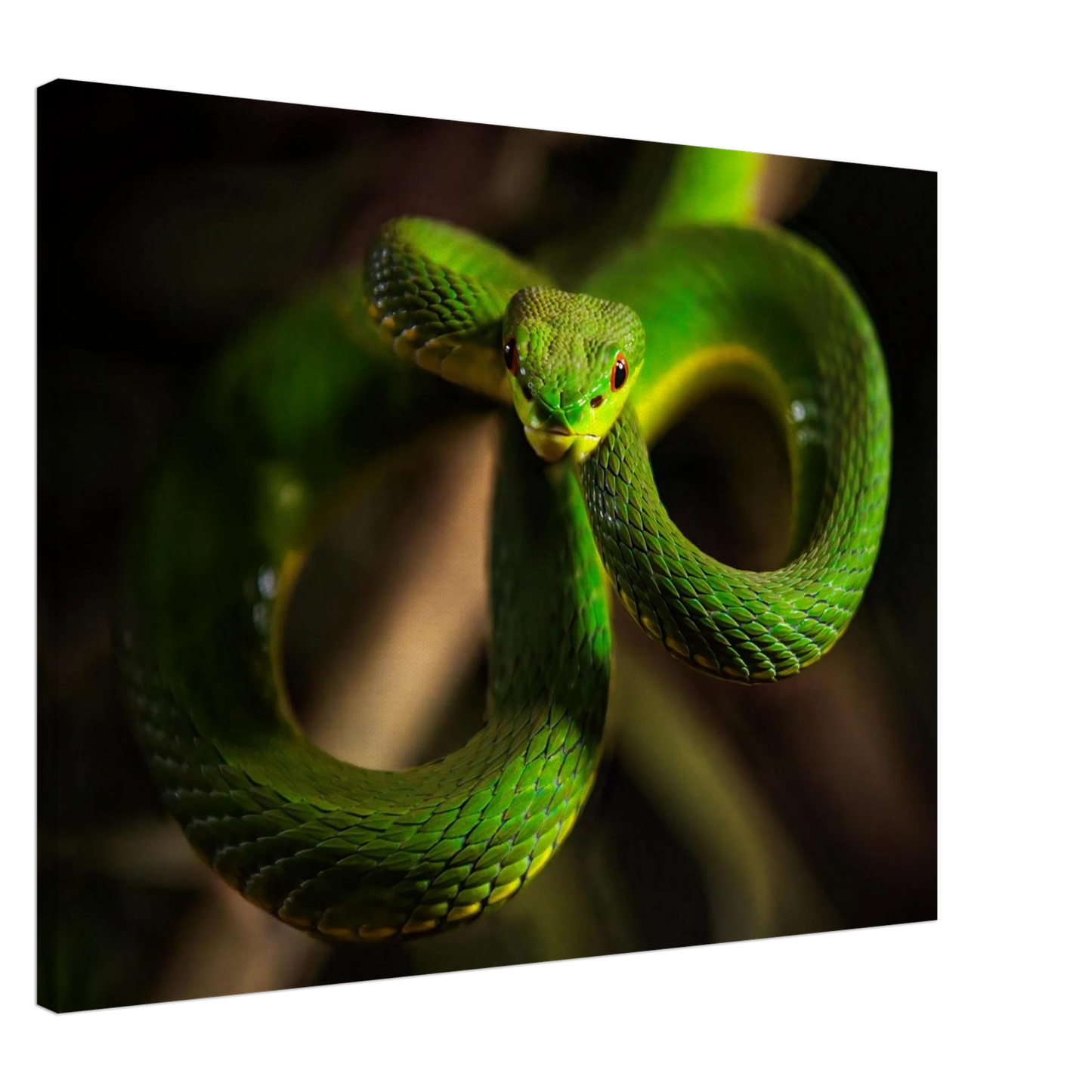 Wandbild der gruene baumviper ein hypnotischer blick in verschiedenen groessen