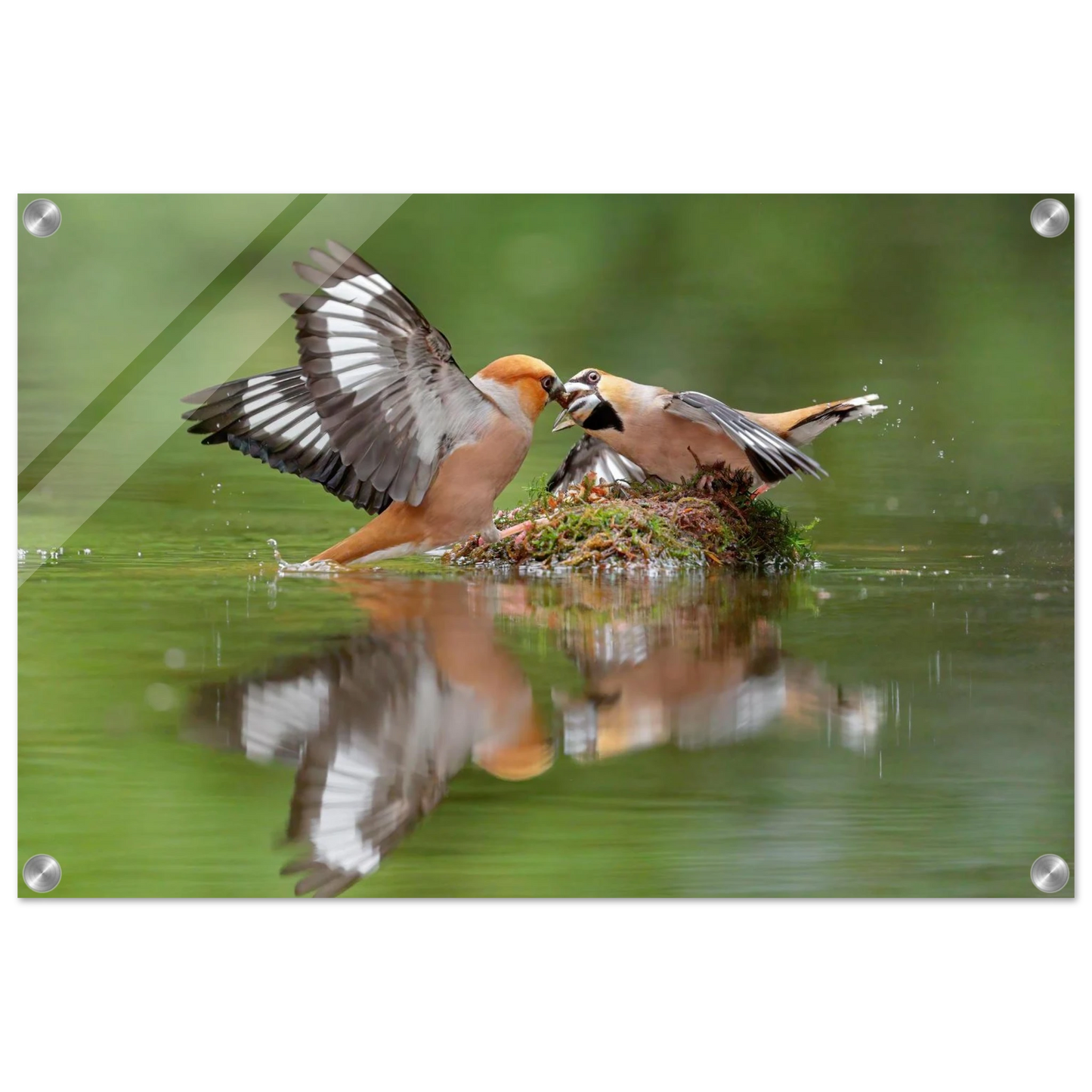 Wandbild momente der natur spektakulaerer kampf der voegel ueber dem wasser