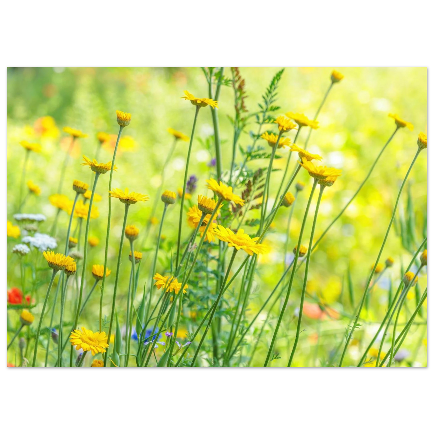 Wandbild sunshine meadow lebendiger blumen druck in verschiedenen groessen