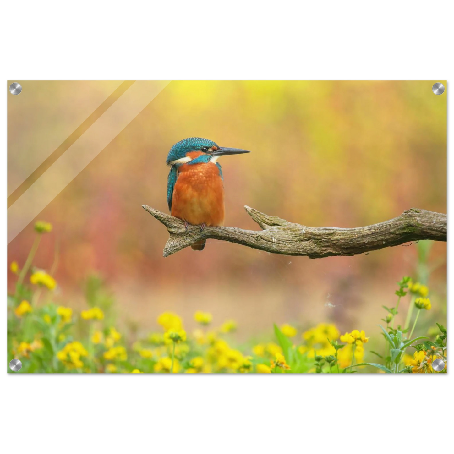 Wandbild eisvogel lebendige naturkunst fuer ihr zuhause in ihrer wunschgroesse