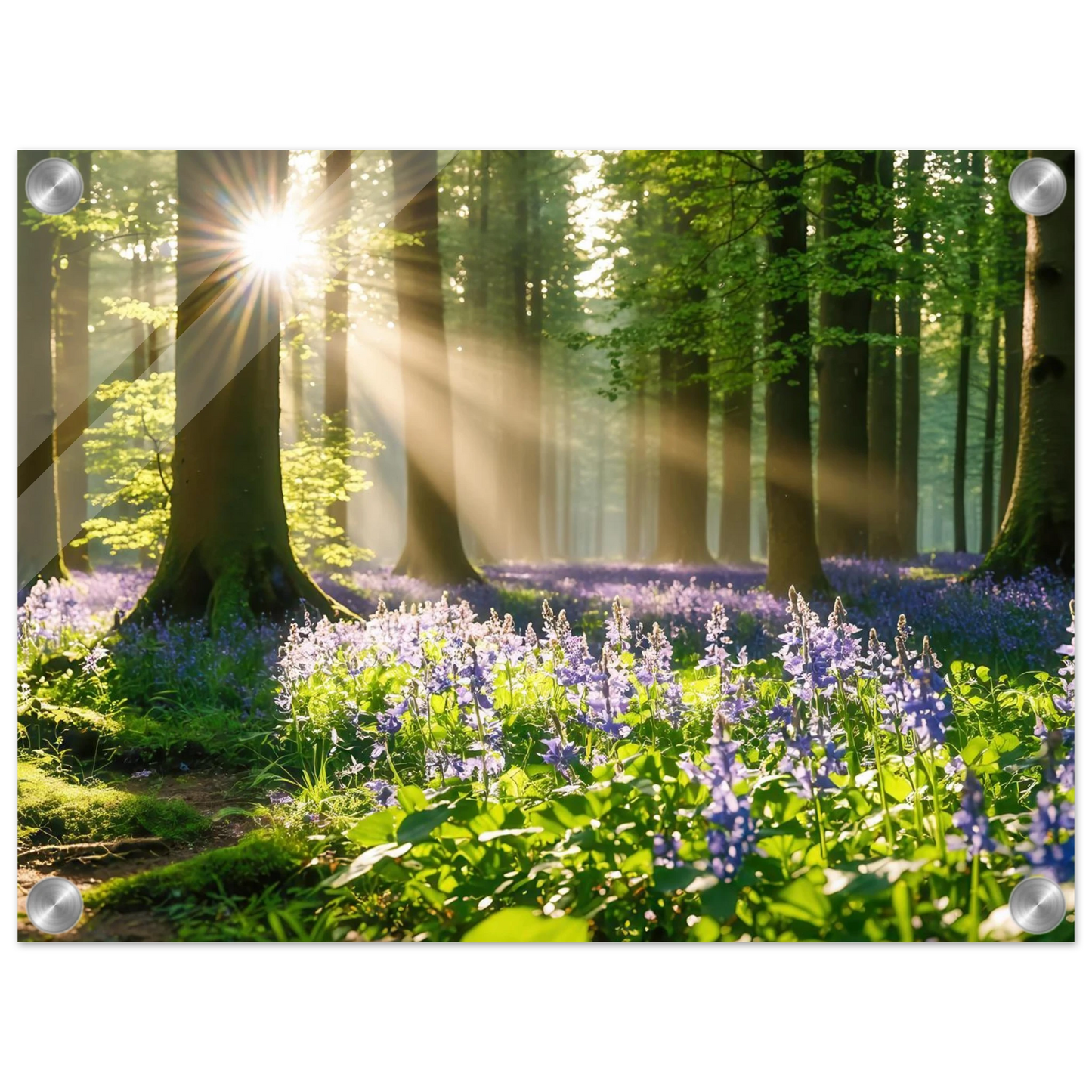 Wandbild mystischer morgenwald mit sonnenstrahlen und lila blueten in vielen groessen