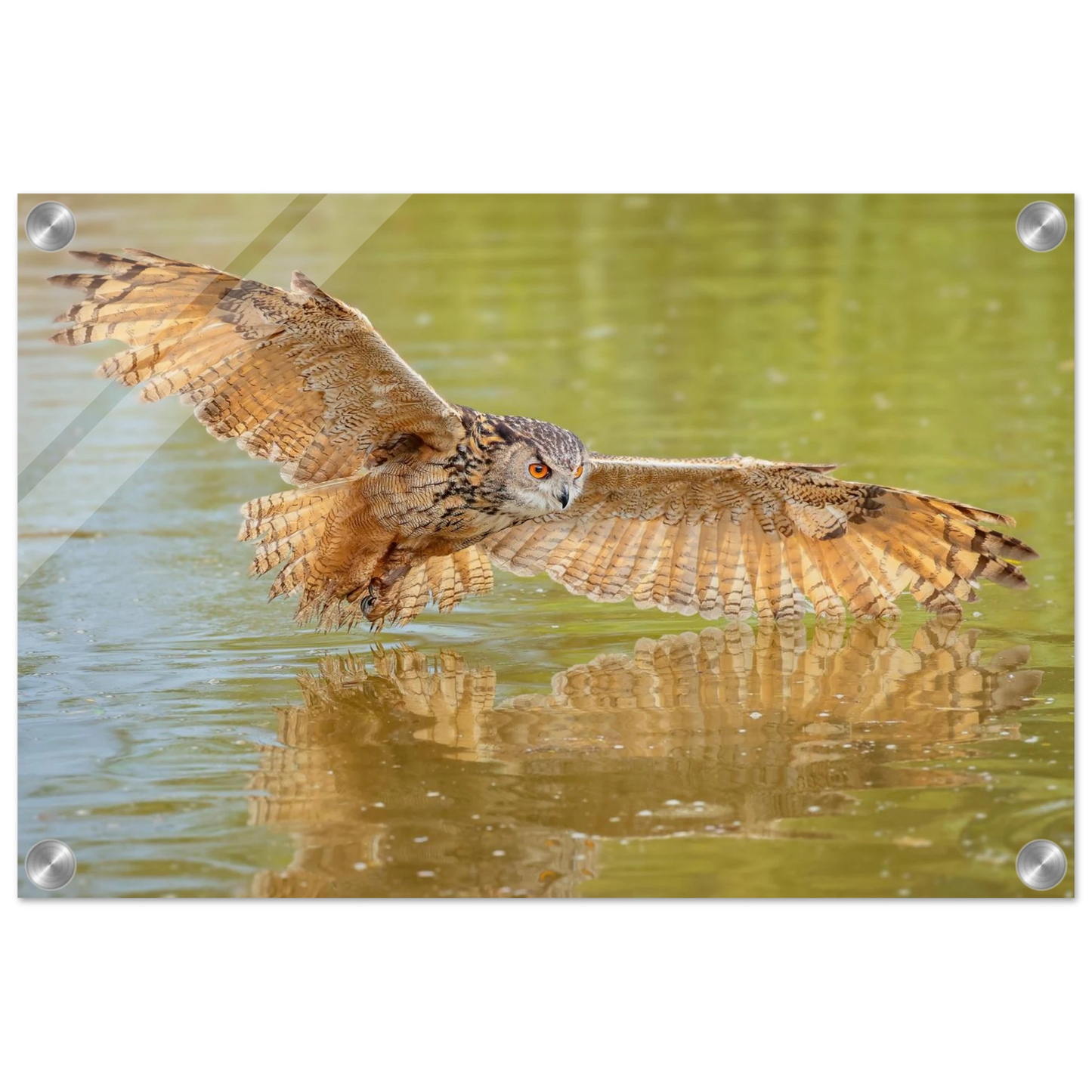 Wandbild majestaetischer uhu im jagdflug atemberaubende wildtierkunst in verschiedenen groessen