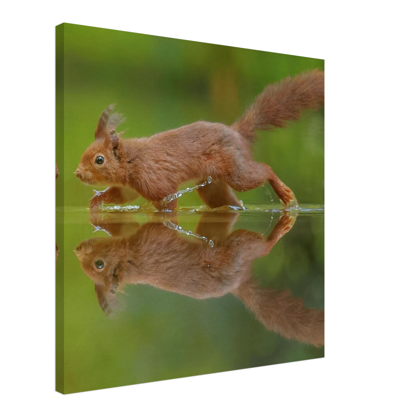 Wandbild eichhoernchen tanz eichhoernchen kunst fuer zuhause in ihrer wunschgroesse