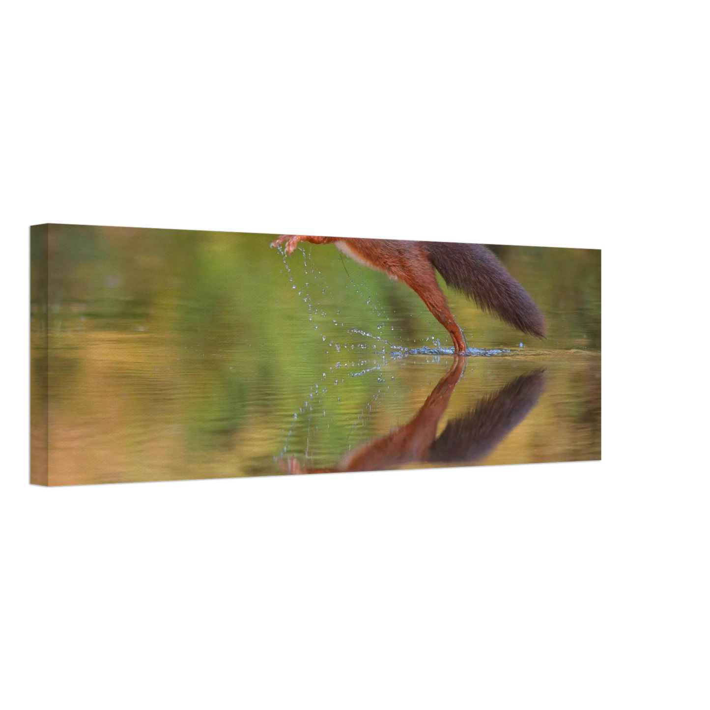Wandbild eichhoernchen sprung dynamisches tierportrait auf premium leinwand in verschiedenen groessen erhaeltlich