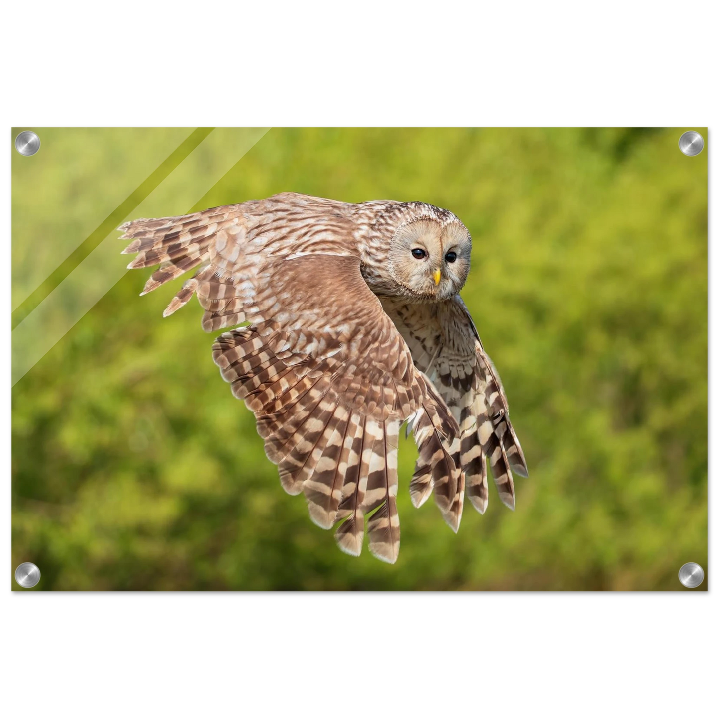 Wandbild majestaetische eule im flug naturfotografie fuer ihr zuhause