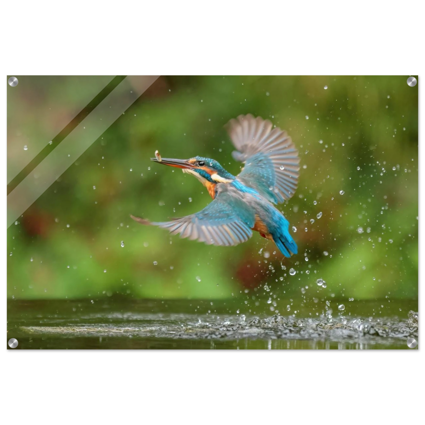 Wandbild eisvogel lebendige tierfotografie mit lebhaften blautoenen