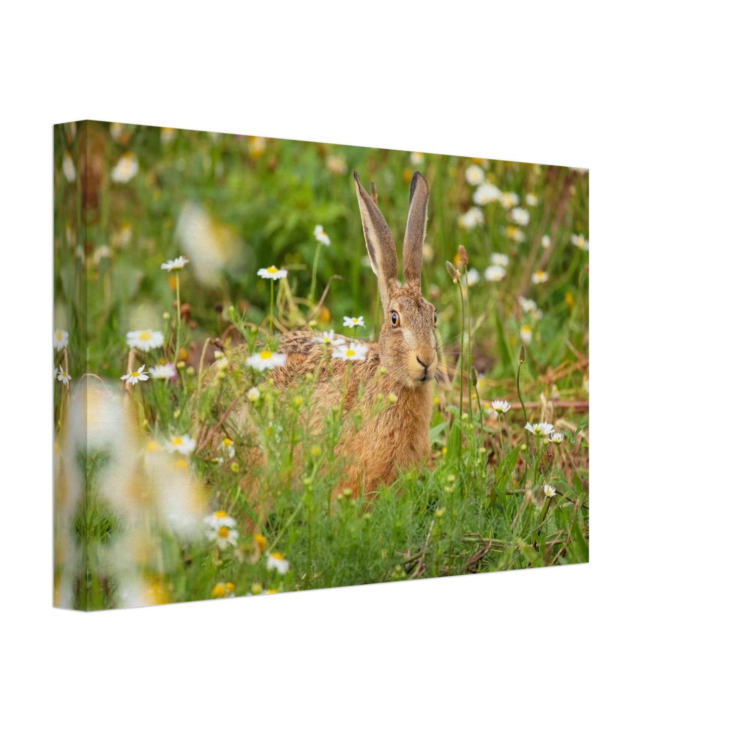 Wandbild feldhase im blumenfeld beruhigende natur tier kunst in vielen groessen