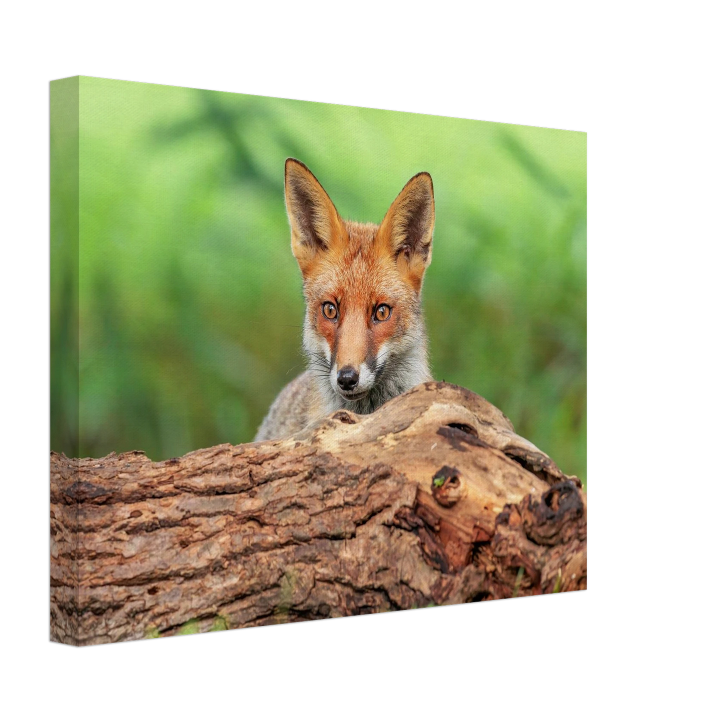 Wandbild fuchs im versteck einzigartige naturkunst fuer ihr zuhause