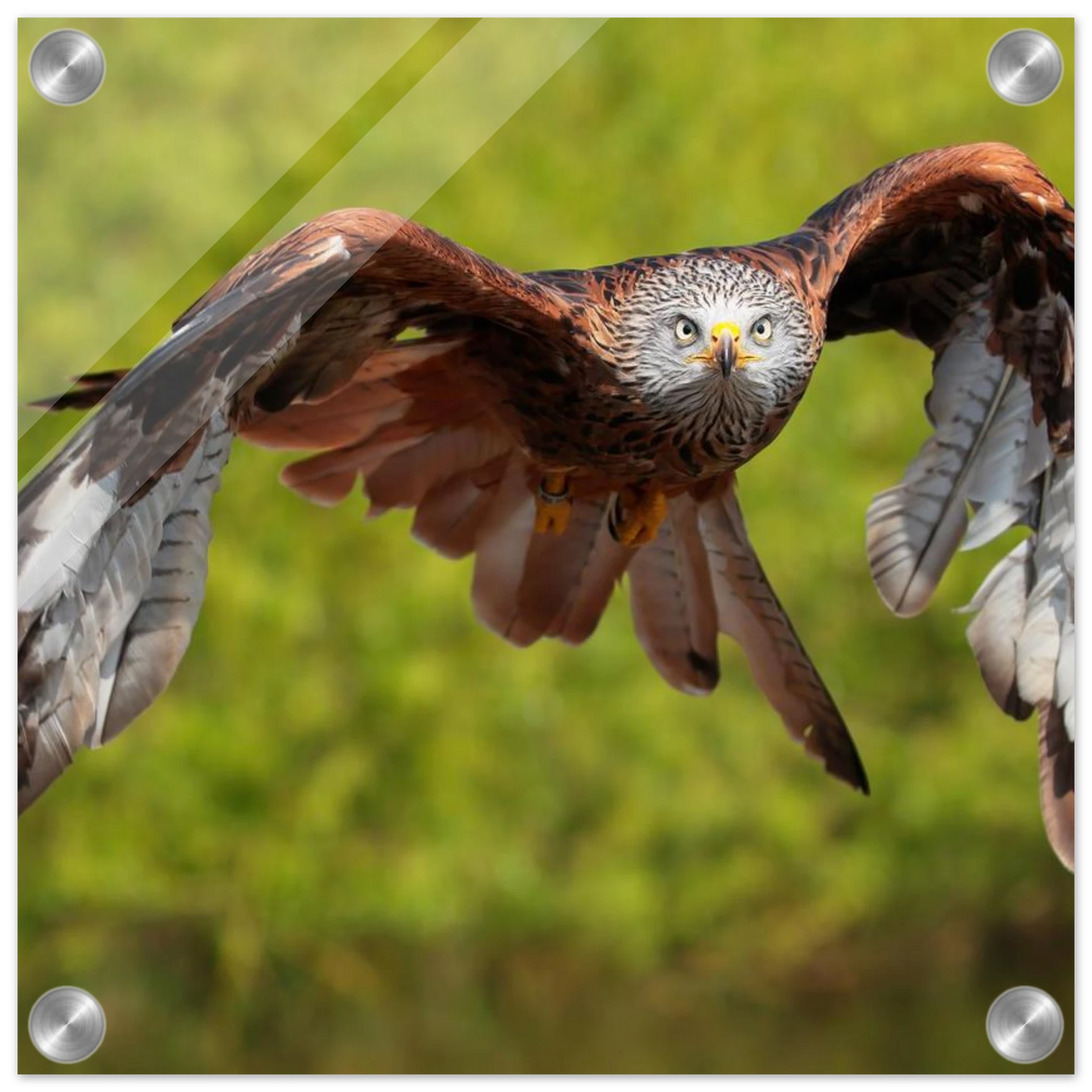 Wandbild majestaetischer rotmilan im flug atemberaubende tierfotografie fuer ihr zuhause erhaeltlich in zahlreichen groessen