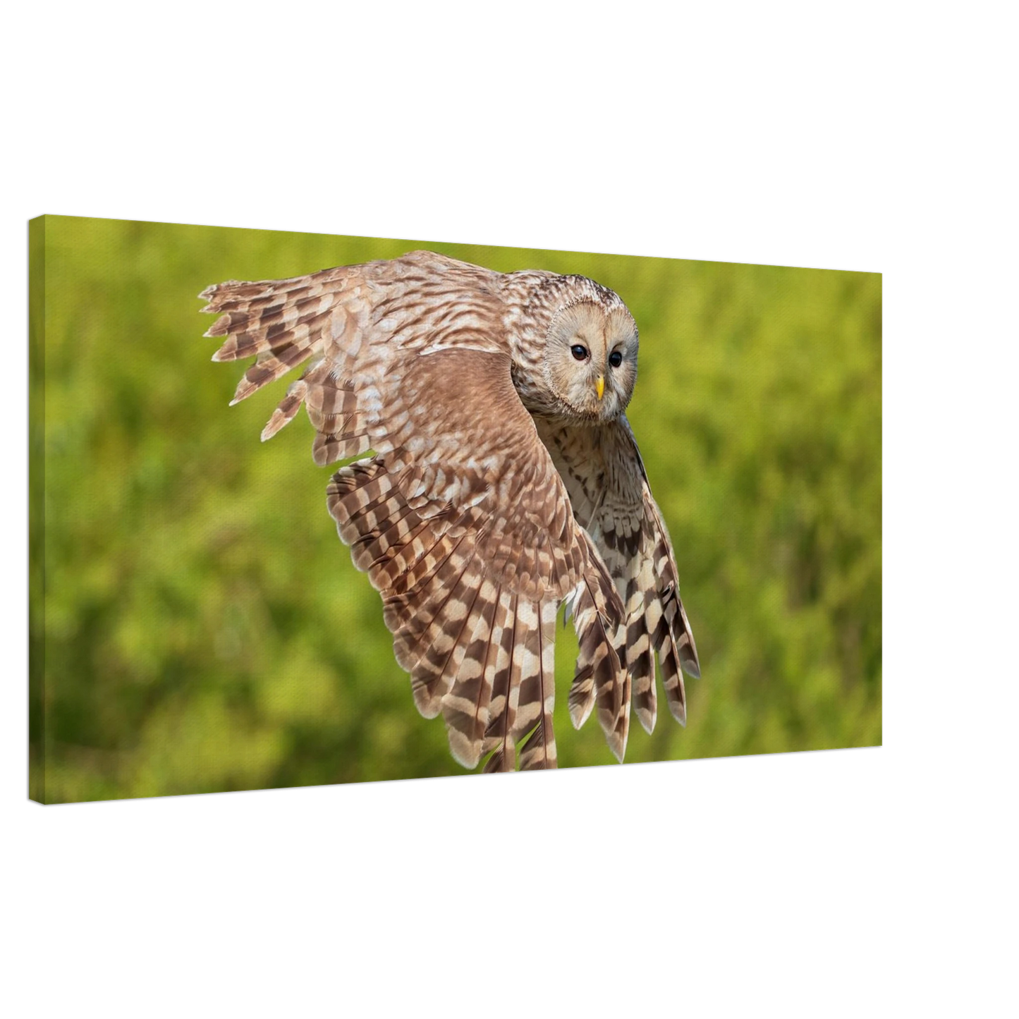 Wandbild majestaetische eule im flug naturfotografie fuer ihr zuhause