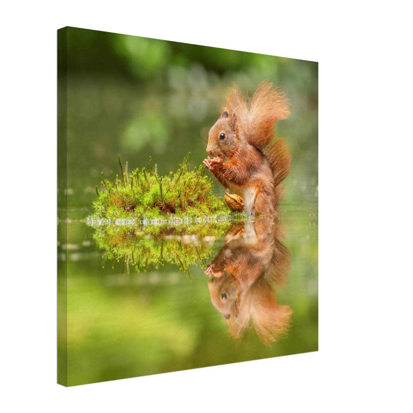 Wandbild bezauberndes eichhoernchen mit nuss ein spiegelbild der natur