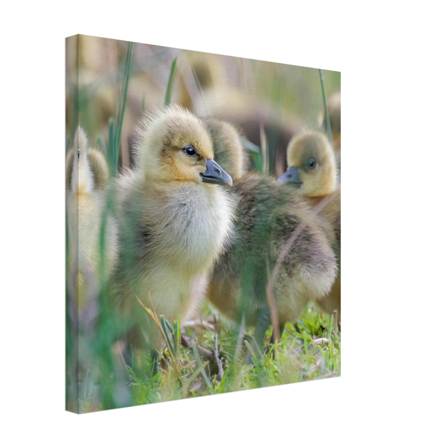 Wandbild kueken in zartgruen und gold suesse baby gans kunst in vielen groessen