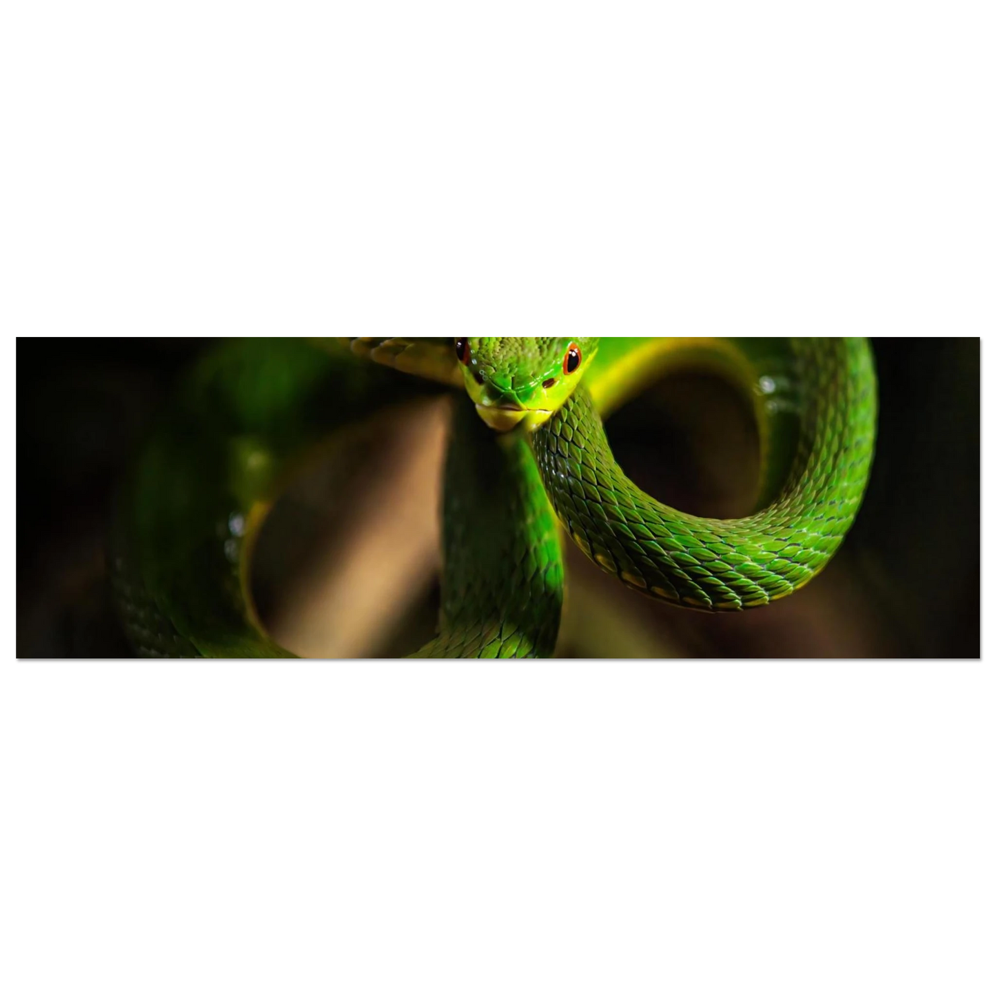 Wandbild der gruene baumviper ein hypnotischer blick in verschiedenen groessen