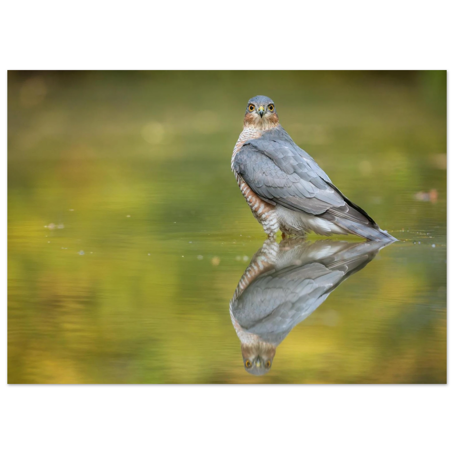 Wandbild mystischer sperber im morgengold faszinierende wildtierfotografie in ihrer wunschgroesse
