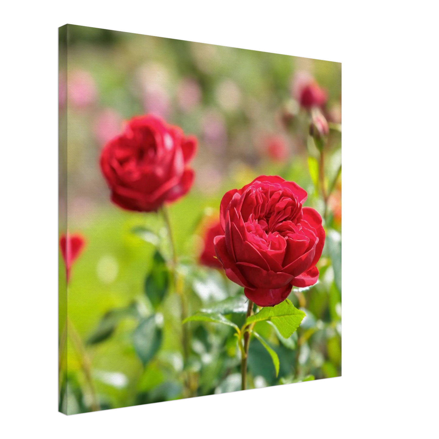 Wandbild rote rosen lebendige bluetenpracht fuer ihr zuhause in ihrer wunschgroesse
