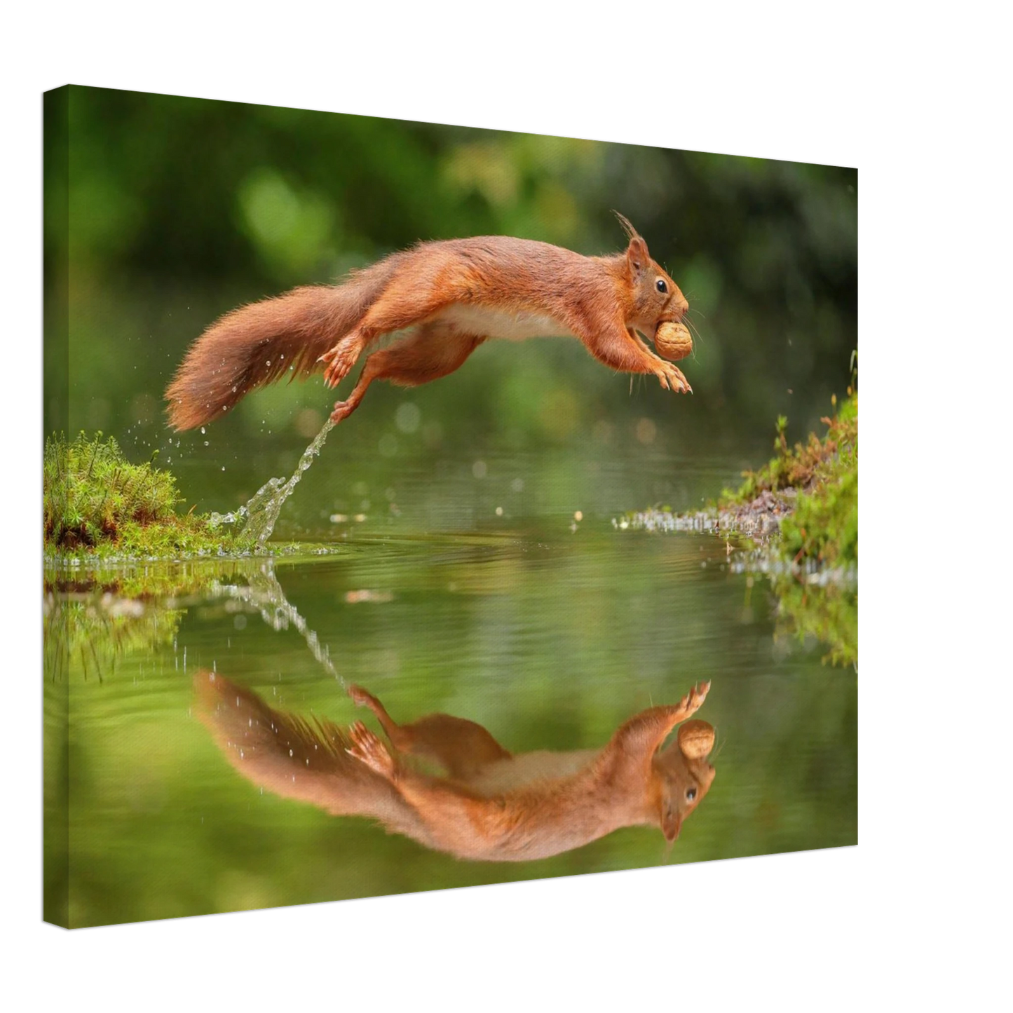 Wandbild Wandkunst eichhoernchens freudensprung dynamische naturkunst fuer ihr zuhause erhaeltlich in mehreren groessen