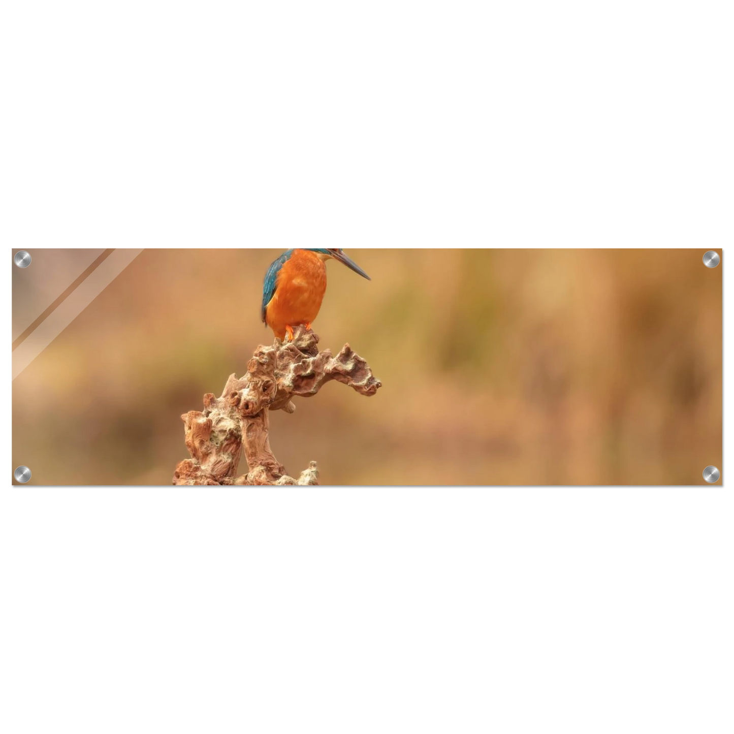 Wandbild eisvogel lebendige naturkunst fuer ihr zuhause in vielen groessen