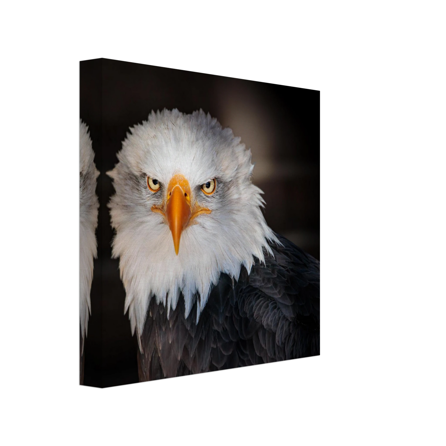Wandbild majestaetischer adler ausdrucksstarke tierfotografie fuer ihr zuhause in vielen groessen erhaeltlich