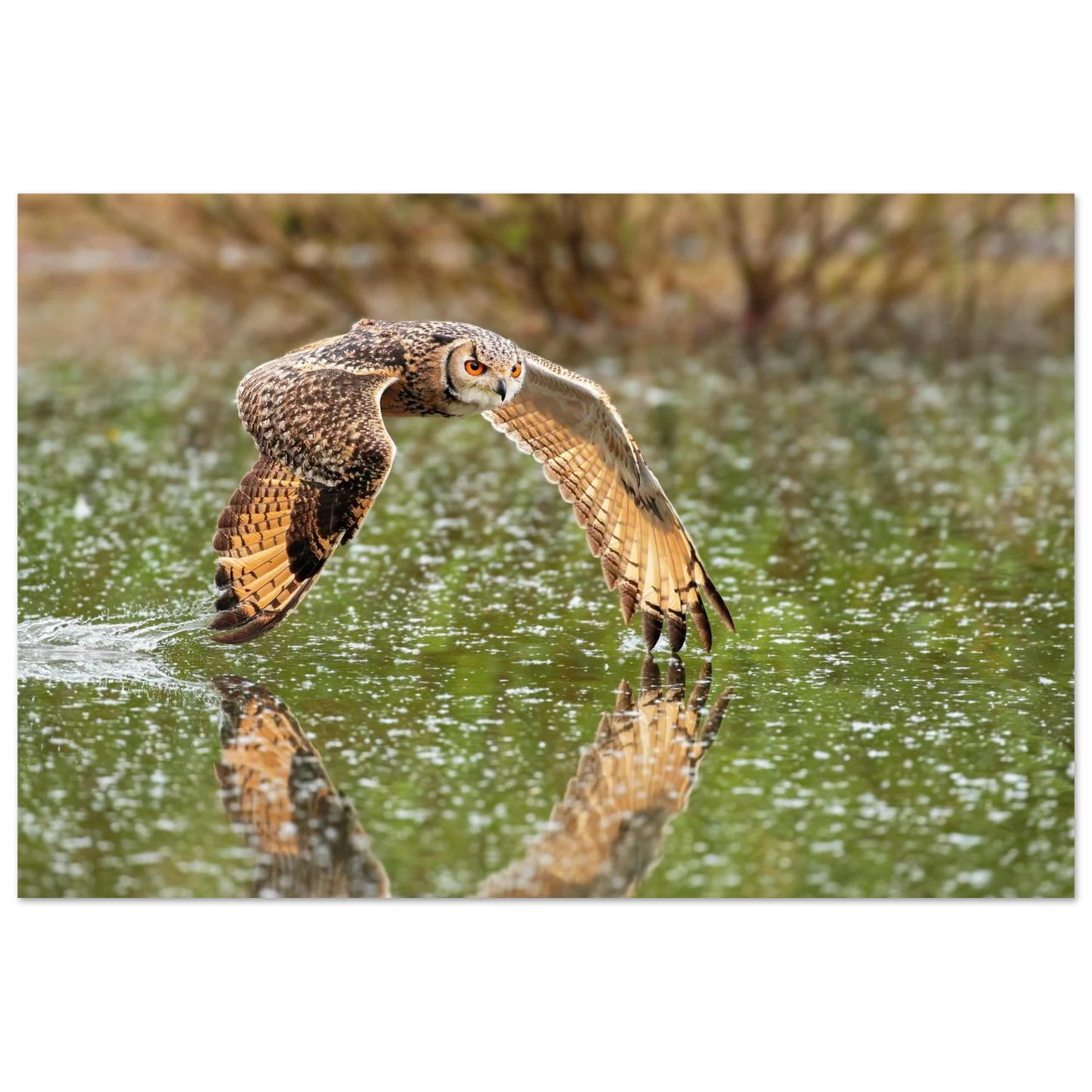 Wandbild majestaetische eule im flug naturfotografie mit lebendigen orangetoenen in ihrer wunschgroesse