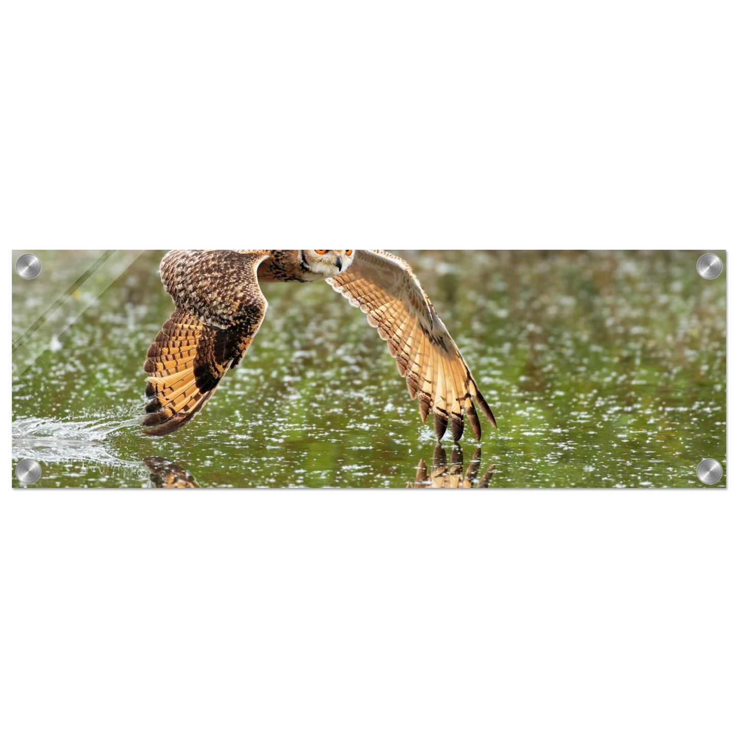 Wandbild majestaetische eule im flug naturfotografie mit lebendigen orangetoenen in ihrer wunschgroesse