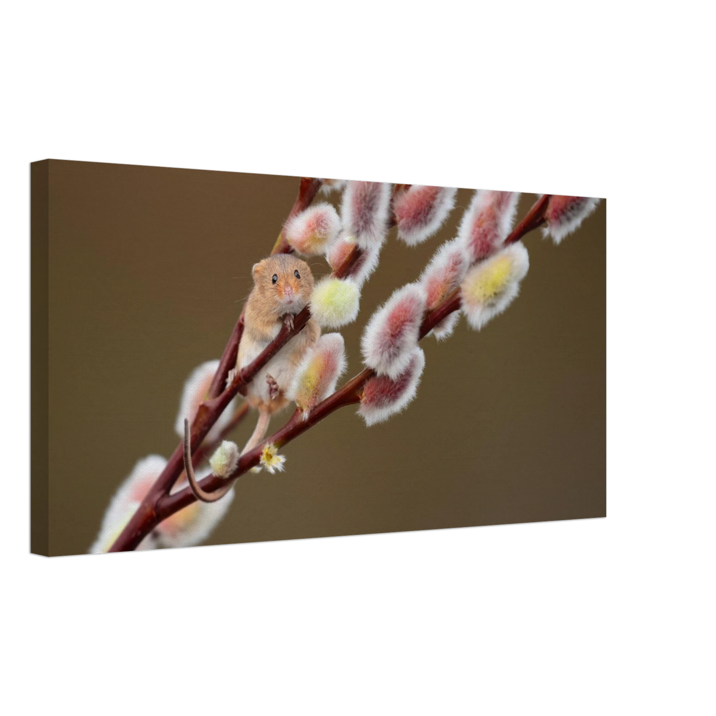 Wandbild niedliche erntemaus an flauschigen weidenkaetzchen ein zauberhafter naturmoment fuer ihre waende