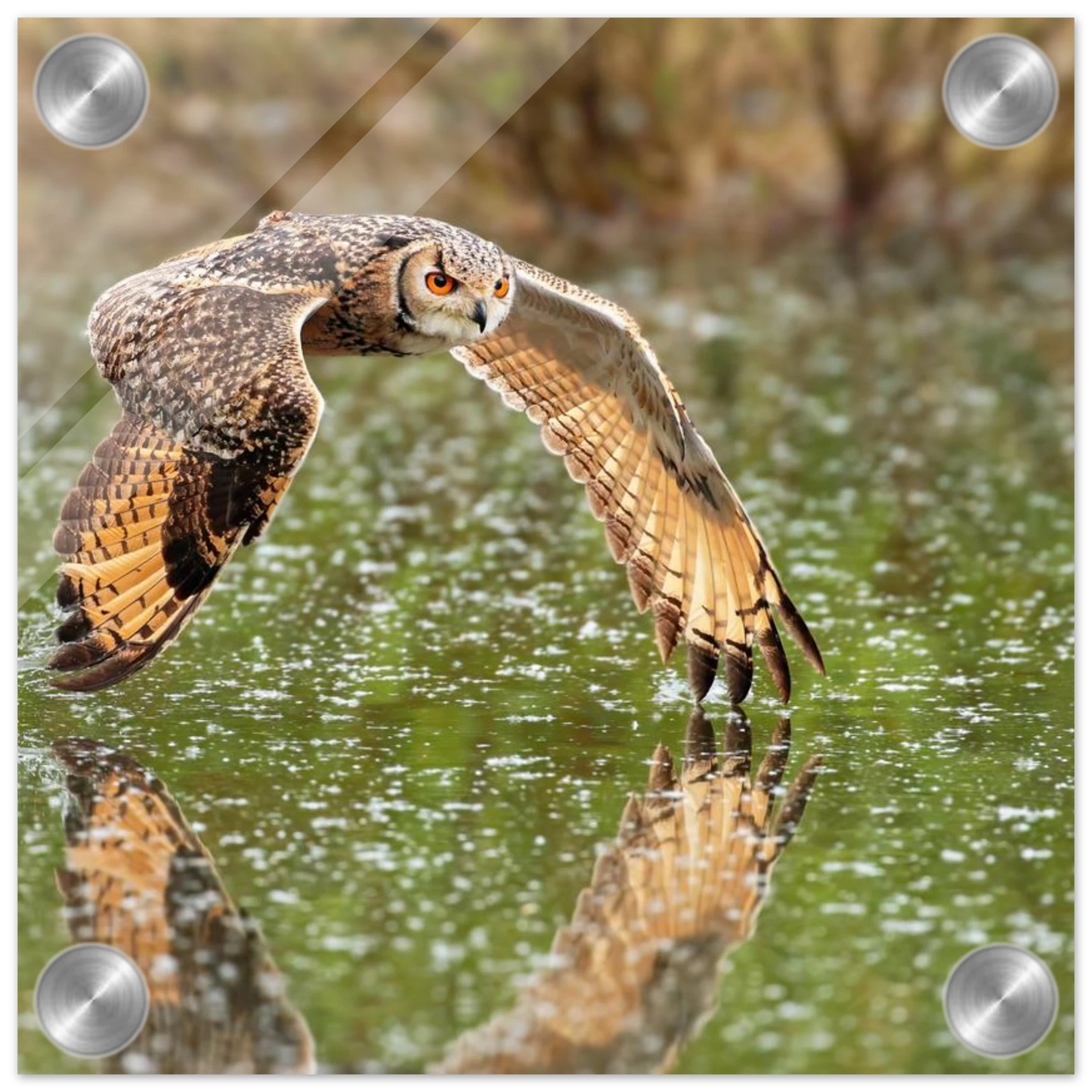 Wandbild majestaetische eule im flug naturfotografie mit lebendigen orangetoenen in ihrer wunschgroesse
