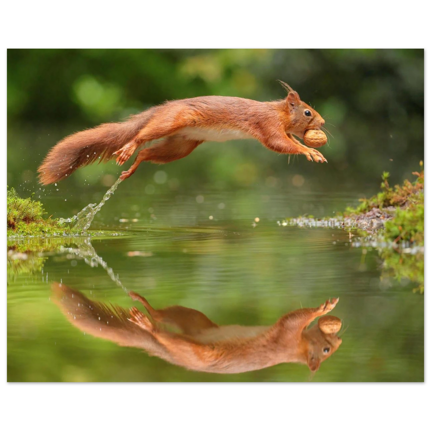 Wandbild Wandkunst eichhoernchens freudensprung dynamische naturkunst fuer ihr zuhause erhaeltlich in mehreren groessen