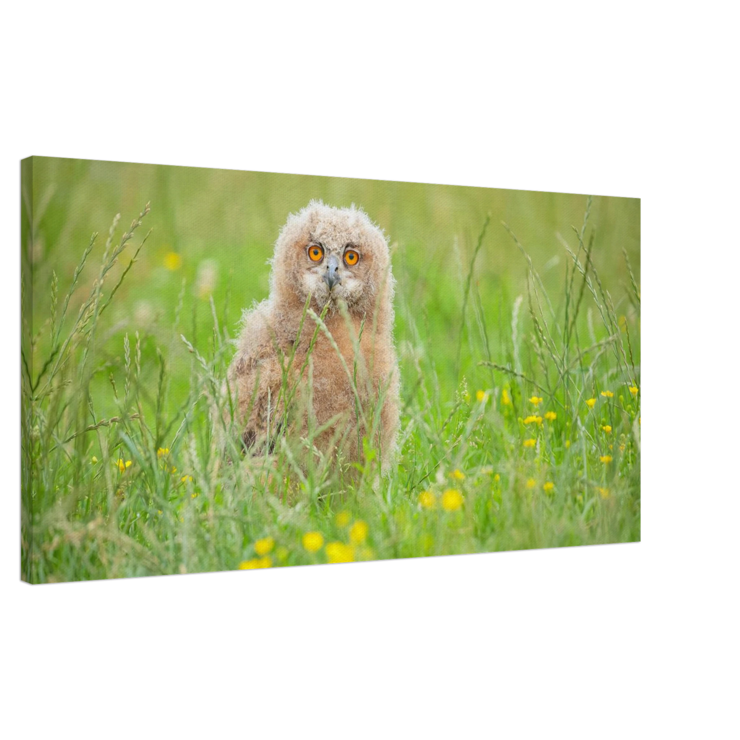 Wandbild junges eulenkueken im gras ein bezaubernder anblick fuer ihr zuhause in vielen groessen