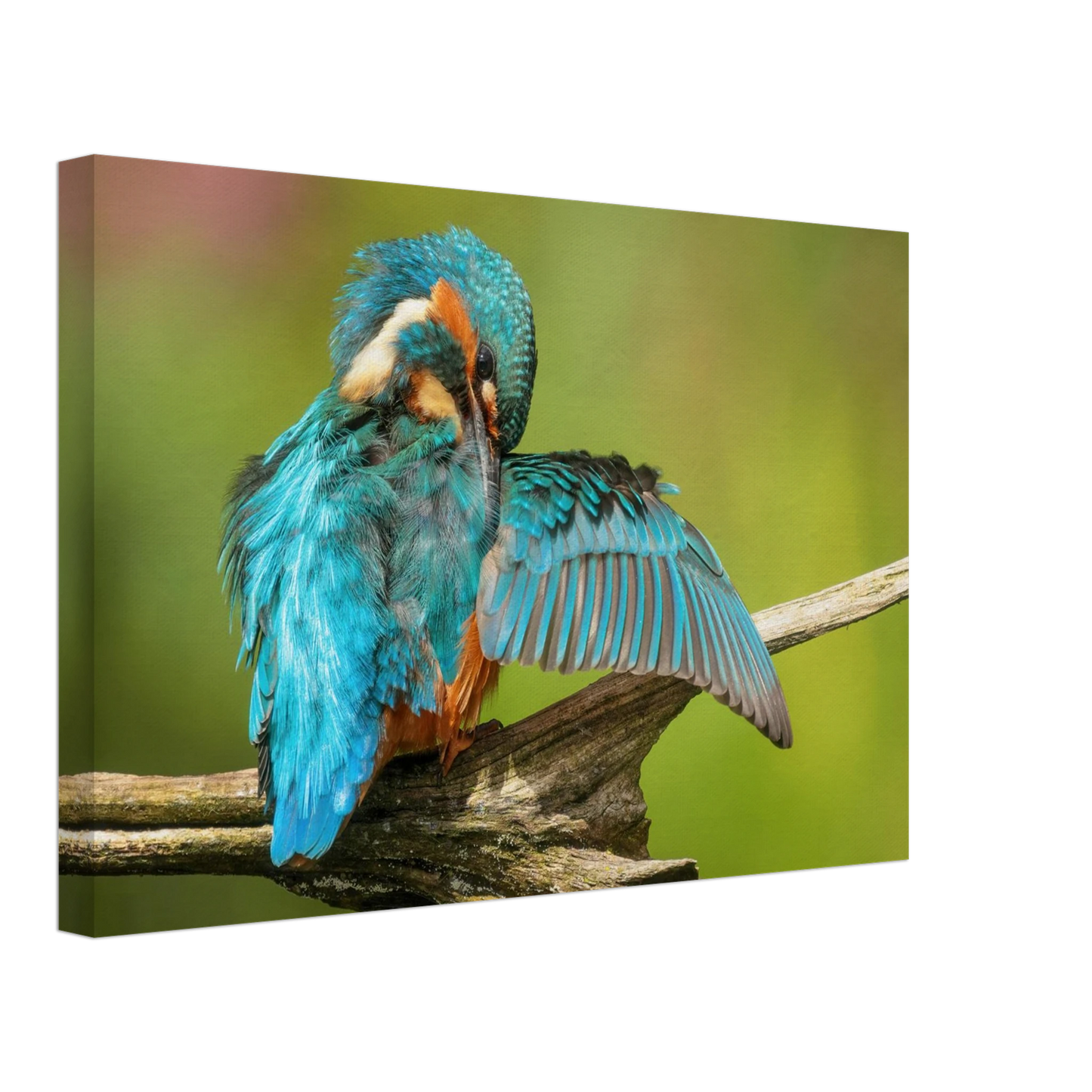Wandbild eisvogel lebendige farbenpracht der natur auf leinwand