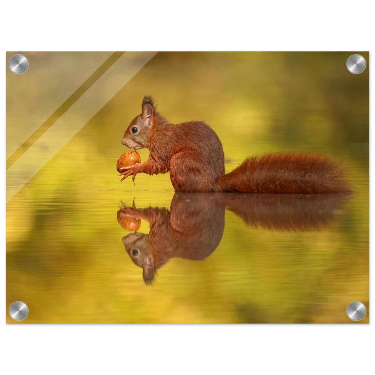 Wandbild eichhoernchen im goldenen herbstlicht lebendige tierfotografie fuer ihre wand