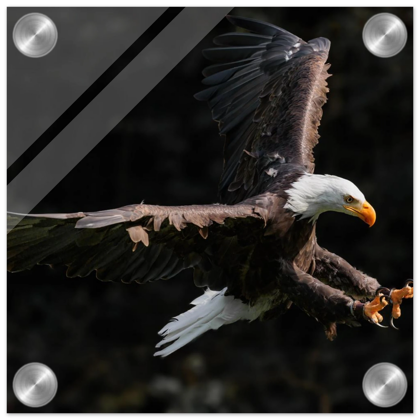 Wandbild majestaetischer weisskopfseeadler im flug freiheit staerke in ihrer wunschgroesse