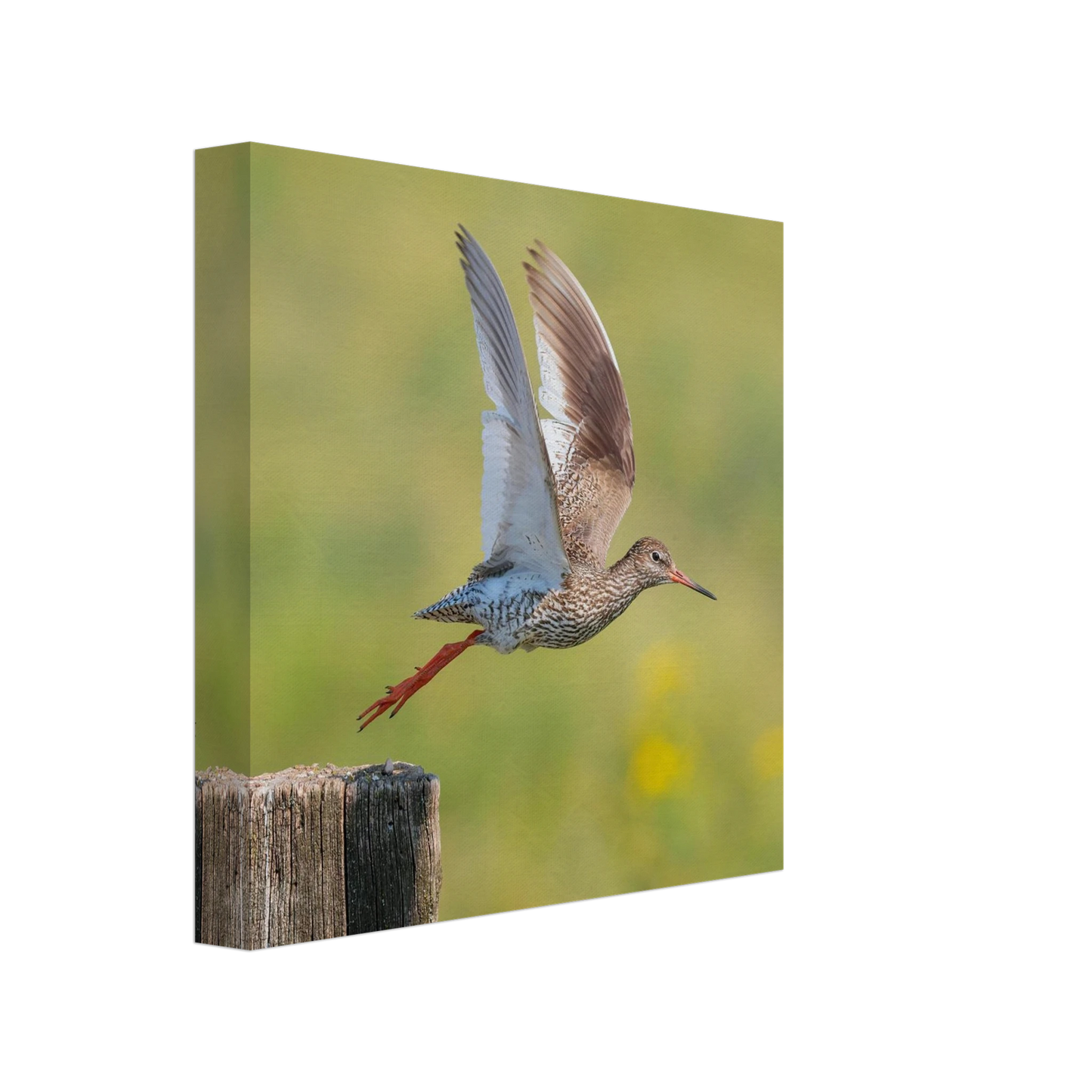 Wandbild der flug des rotschenkels dynamische tierkunst fuer ihr zuhause in vielen groessen erhaeltlich